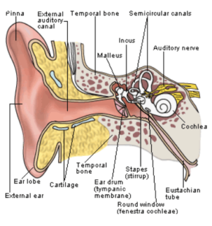 The Ear Anatomy | Bibloteka