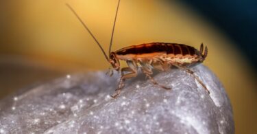 Precautionary Steps To Take Against Pests In The Workplace